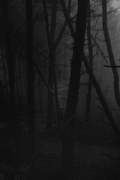 a black and white photo of trees in the woods at night with light coming through