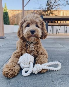 a brown dog sitting on top of a cement floor next to a white rope ball