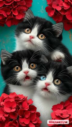 three black and white kittens with blue eyes surrounded by red flowered petals on a turquoise background