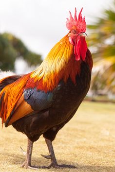 a rooster is standing in the grass with its head turned to look like it's getting ready to pounce