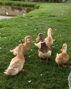 four ducks are standing in the grass near some water and one is looking at something