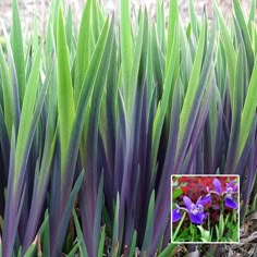 purple flowers are growing in the ground next to green leaves and grass, with a white border around them