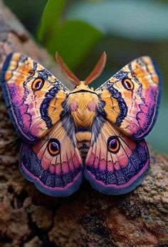 a colorful butterfly sitting on top of a tree branch