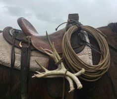 two horses are tied up with rope and antlers