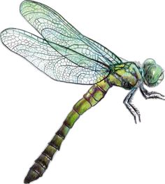 a drawing of a dragonfly on a white background