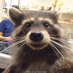 a raccoon looking up at the camera