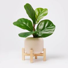 a potted plant in a wooden stand on a white background with the top half covered by green leaves