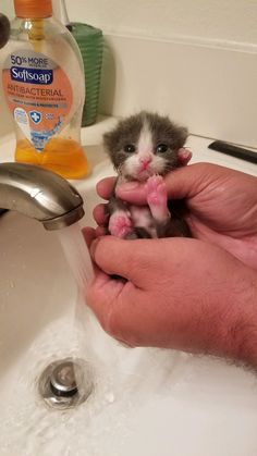 a person holding a small kitten in their hand next to a sink with soap on it