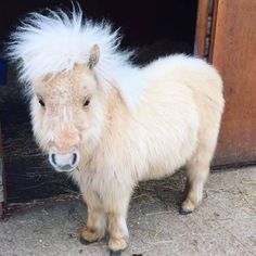 a small pony with white hair standing in front of a barn door and looking at the camera