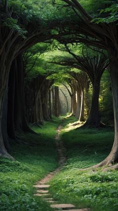 a path in the middle of a forest lined with trees