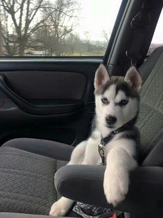 a husky dog sitting in the back seat of a car with his paws on the steering wheel