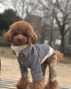 a brown dog wearing a shirt and pants on top of a wooden bench with trees in the background