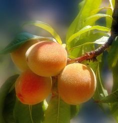 three peaches hanging from a tree branch with leaves