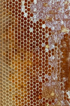 the honeycombs are brown and yellow in color