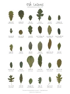 the different types of oak leaves are shown in this poster, which is also available for purchase