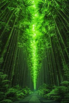 an image of the inside of a bamboo forest with lots of green plants on each side