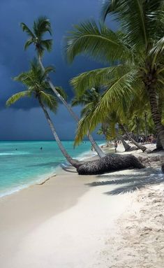 palm trees line the beach on a cloudy day