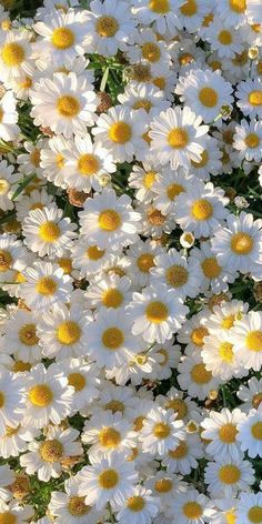 many white and yellow flowers in the grass