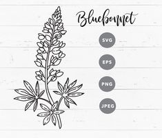 bluebonnet svg and png files