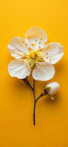 a white flower with yellow stamens on a yellow background is photographed from above