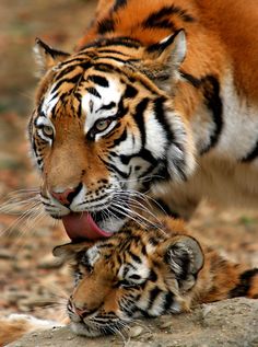 two young tigers playing with each other in the dirt