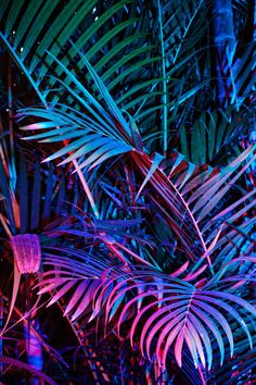 purple and blue palm leaves in the night time light, with green foliage behind them