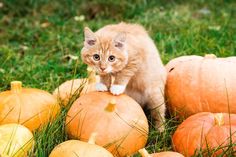 a small kitten standing on top of pumpkins in the grass