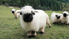 some very cute sheep in a big grassy field