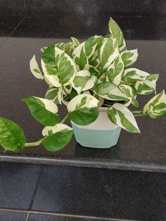 a potted plant with green and white leaves