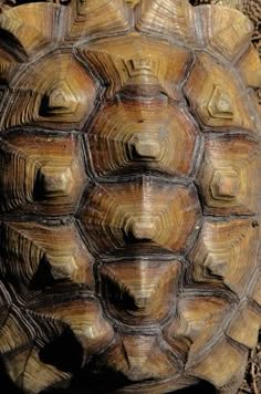 an old tortoise shell is seen in this close up photo from the top