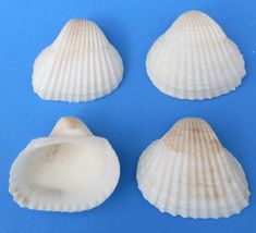 four seashells on a blue background with one in the middle and three out