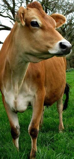 a brown cow standing on top of a lush green field