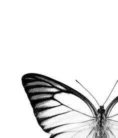 a black and white photo of a butterfly