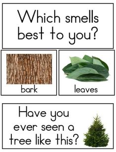 three different types of trees with the words which smells best to you? and bark have you ever seen a tree like this?