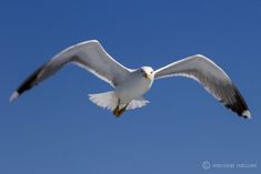 a seagull flying in the blue sky with its wings spread