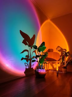 some plants are sitting on the floor in front of a wall with rainbow colored lights