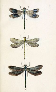 three different types of dragonflies sitting on top of each other's wings and legs