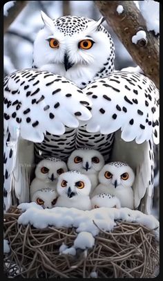 an owl sitting on top of a nest filled with baby owls in snow covered trees