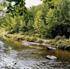 a river running through a forest filled with lots of green trees and rocks in the water