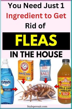 fleas in the house with text that says you need just 1 ingredient to get rid of