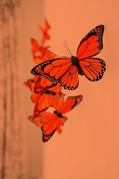 two orange butterflies flying in the air next to each other on a white wall background