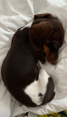 a brown and white dog laying on top of a bed