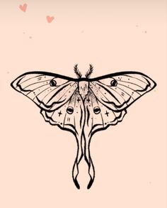 a drawing of a moth on a pink background