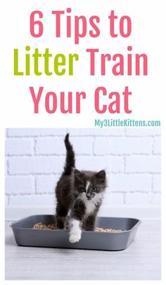 a kitten walking across a litter box with the words 6 tips to litter train your cat