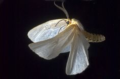 a white moth with long legs hanging from it's back