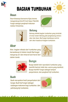 the different types of plants and their names in english, vietnamese and thai words are shown here