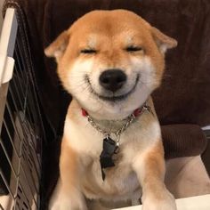 a brown and white dog sitting on top of a chair