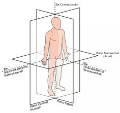 the human body is shown in three different sections, including an external and posterior view