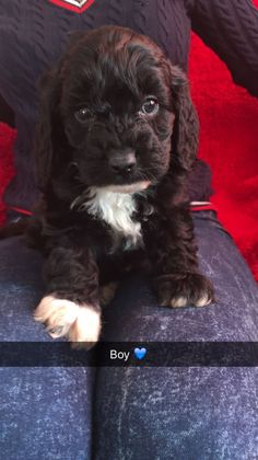 a black and white puppy sitting on top of a blue couch