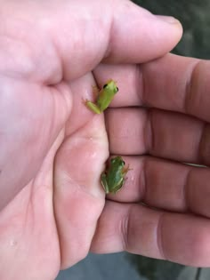 a small green frog sitting on top of someone's hand